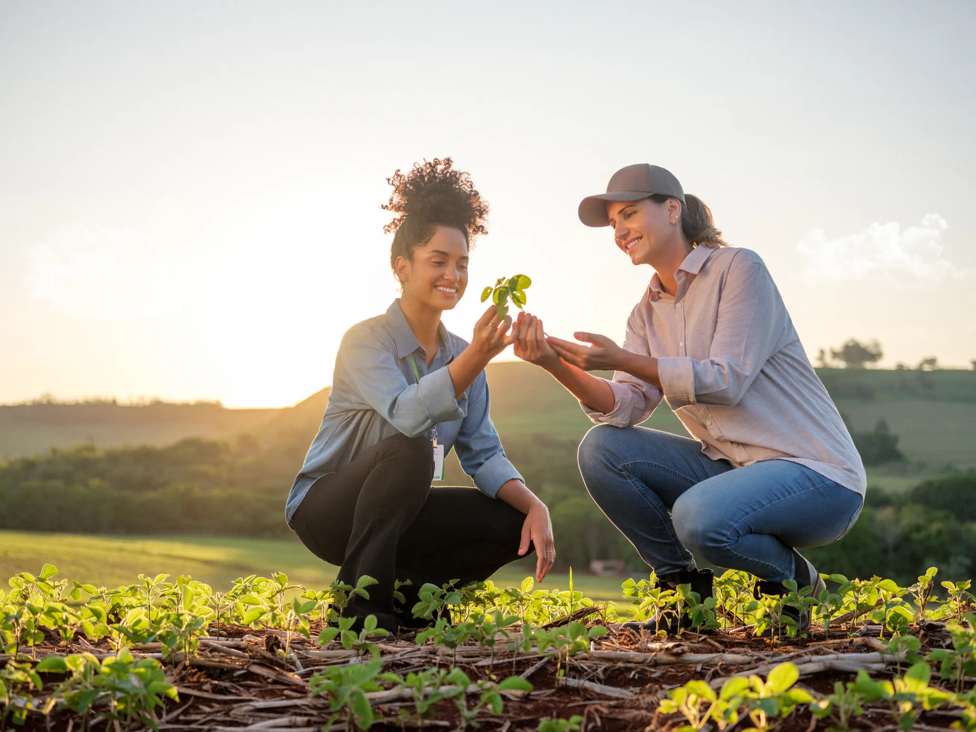 Sicredi: banco de imagens no agro: Banco de imagens, foto 19 de 22